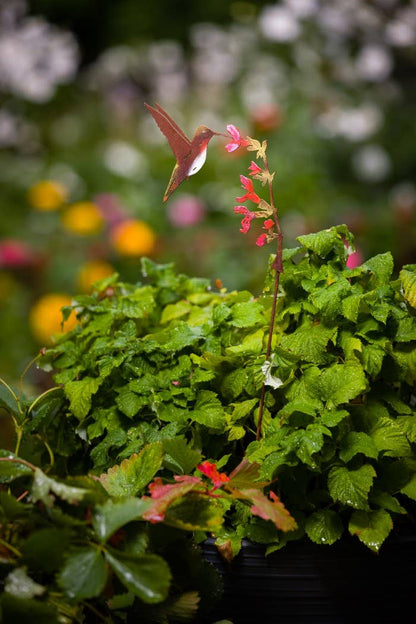 Hummingbird on Salvia Pick -Painted