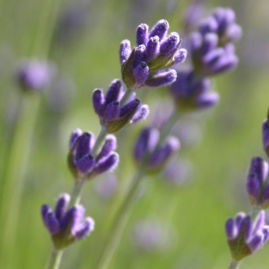 Garden Sprinkles | Lavender | Best Seller | Spring gift idea