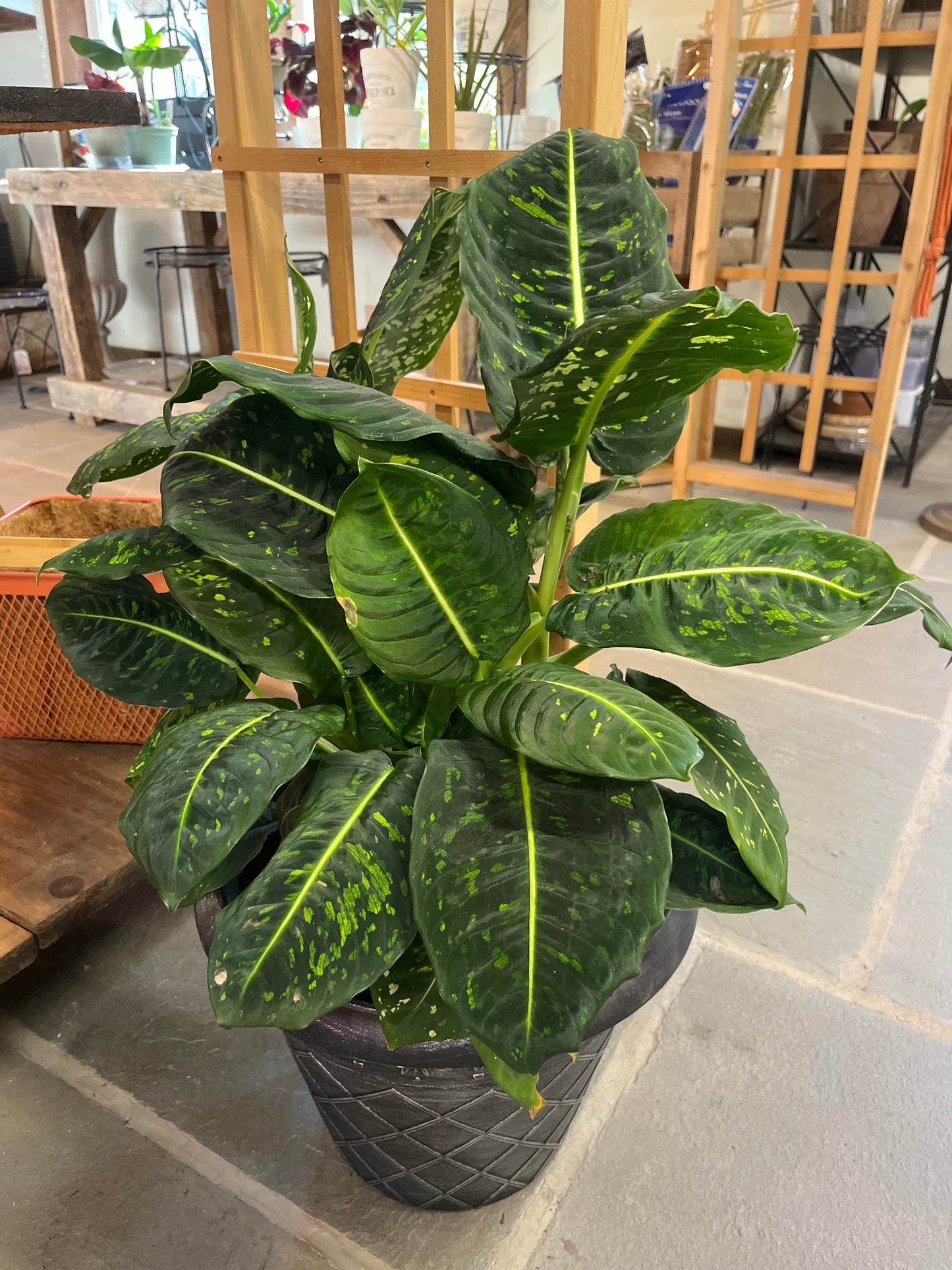 Mandy's Indoor Plants