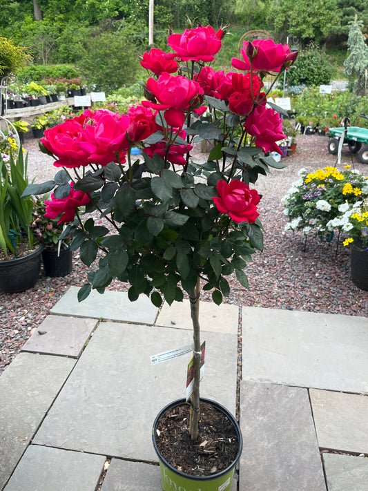Double Pink Knock Out Rose Tree-Form | Rosa