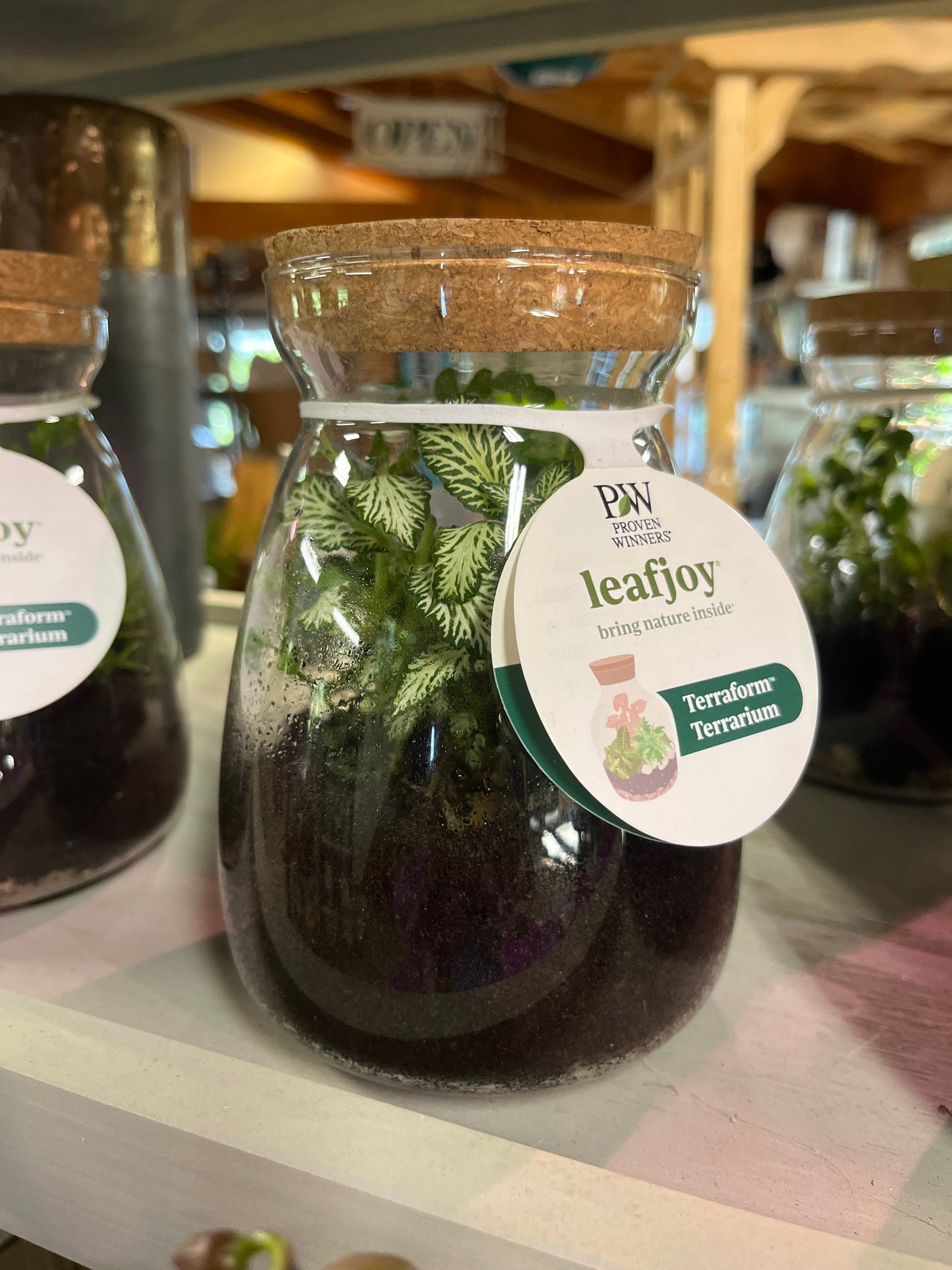 Mandy's Indoor Plants