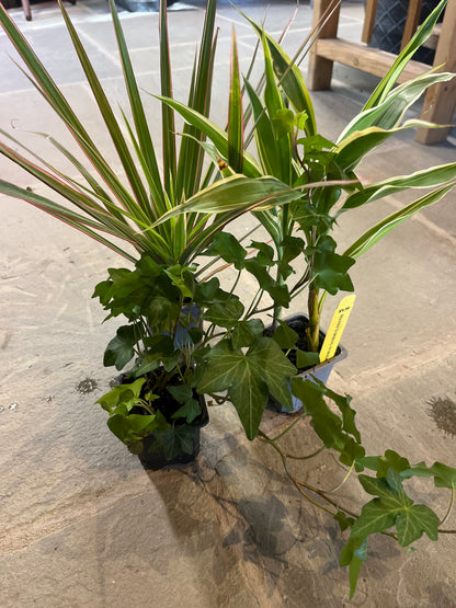 Mandy's Indoor Plants