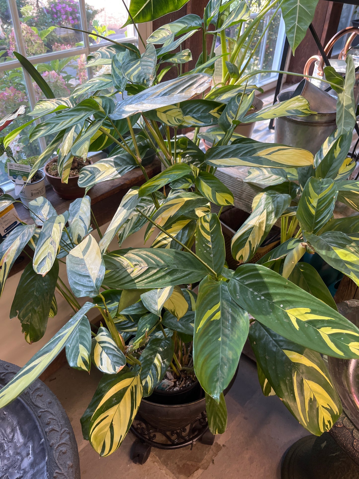 Mandy's Indoor Plants