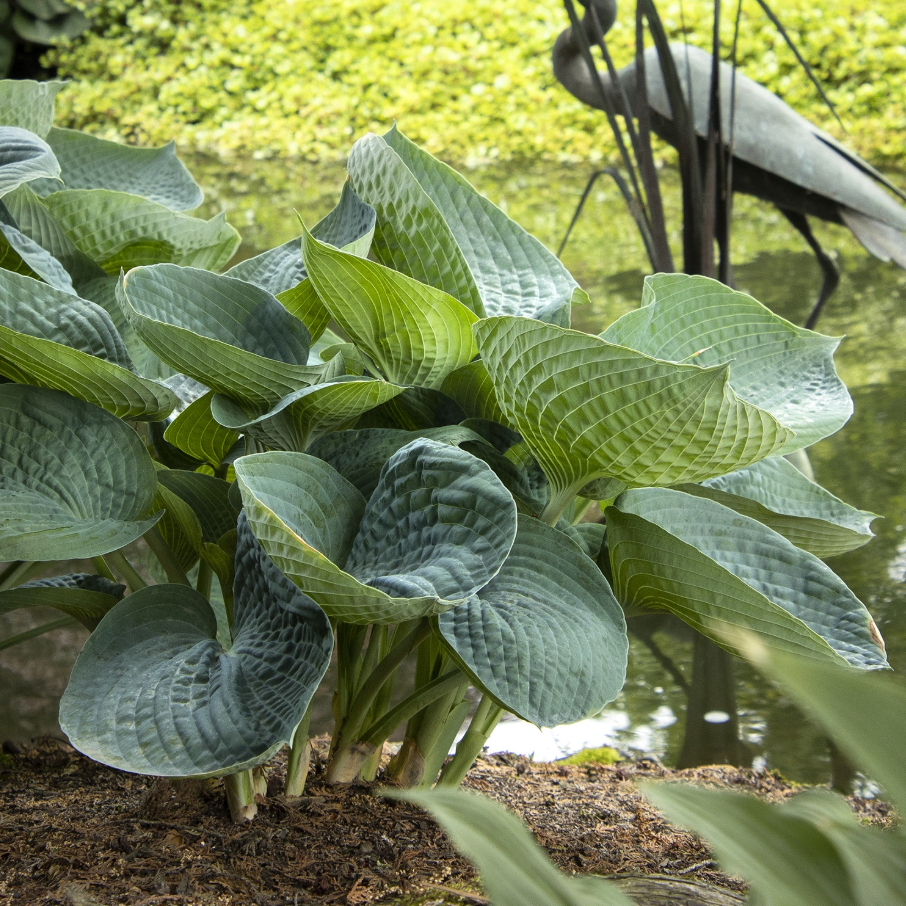 'Abiqua Drinking Gourd' Hosta