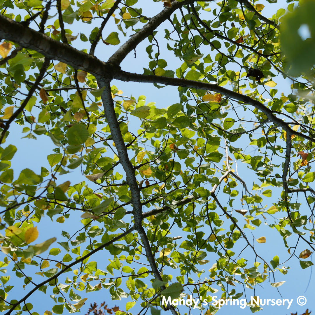 Accolade Elm | Ulmus 'Morton'