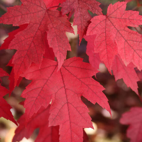 First Editions® Matador™ Maple | Acer x freemanii 'Bailston'