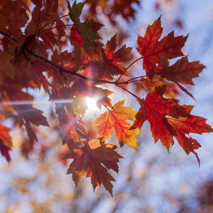 Matador™ Maple | Acer x freemanii 'Bailston'