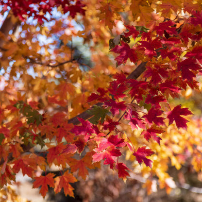 Matador™ Maple | Acer x freemanii 'Bailston'