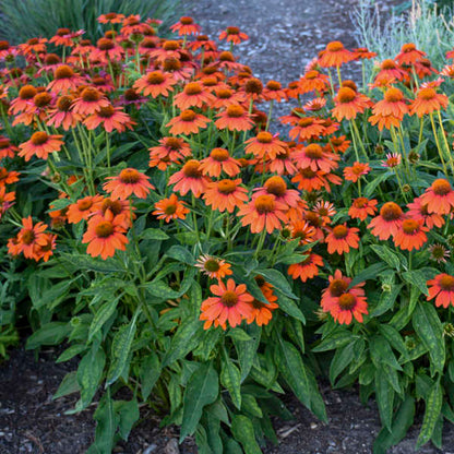 'Adobe Orange' Coneflower | Echinacea hybrid