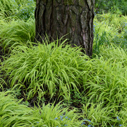 'All Gold' Forest Grass | Hakonechloa macra