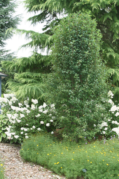 First Editions® Standing Ovation™ Serviceberry | Amelanchier