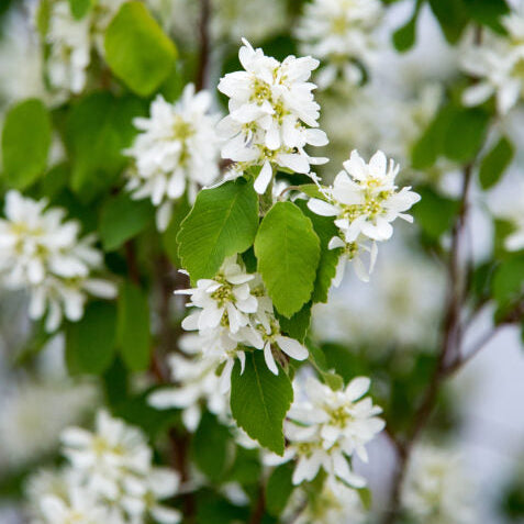 First Editions® Standing Ovation™ Serviceberry | Amelanchier