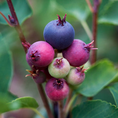 First Editions® Standing Ovation™ Serviceberry | Amelanchier