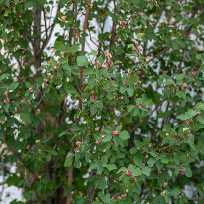 First Editions® Standing Ovation™ Serviceberry | Amelanchier