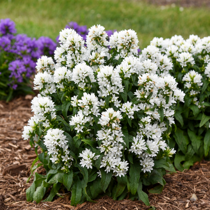 'Angel Bells' Clustered Bellflowers | Campanula glomerata