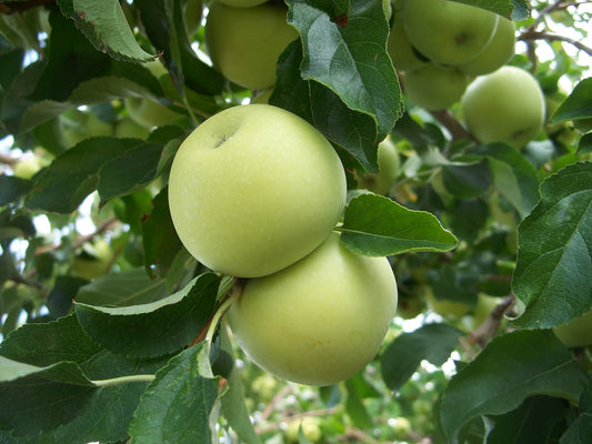 Yellow Transparent Apple | Malus domestica 'White Transparent'