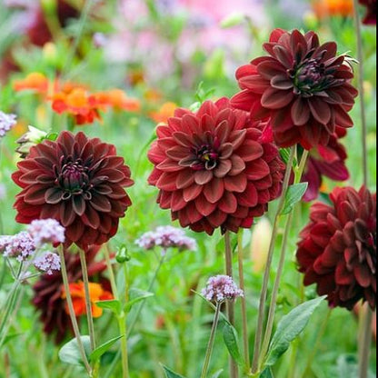Dahlia Tubers
