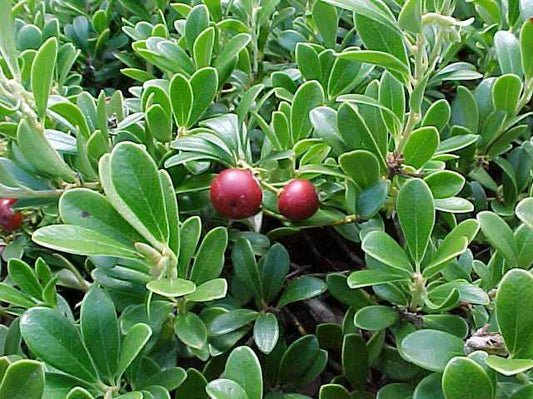Arctostaphylos | Massachusetts Hybrid