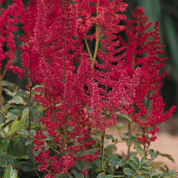 'August Light' Astilbe