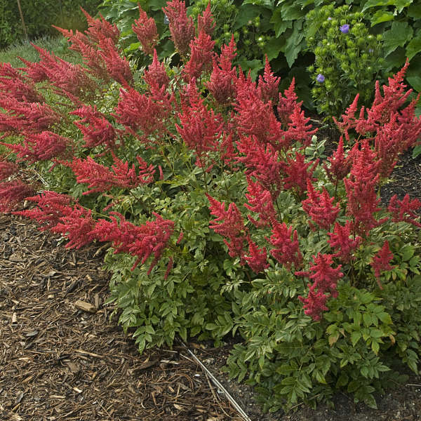 'August Light' Astilbe