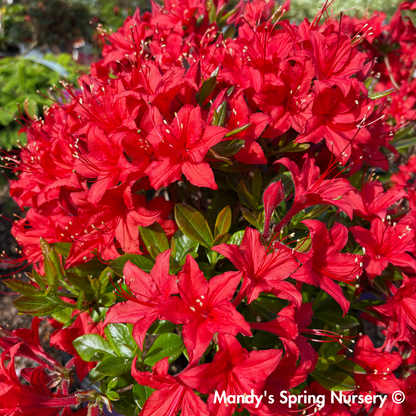 Autumn Bonfire Encore Reblooming Azalea | Rhododendron 'Conleb