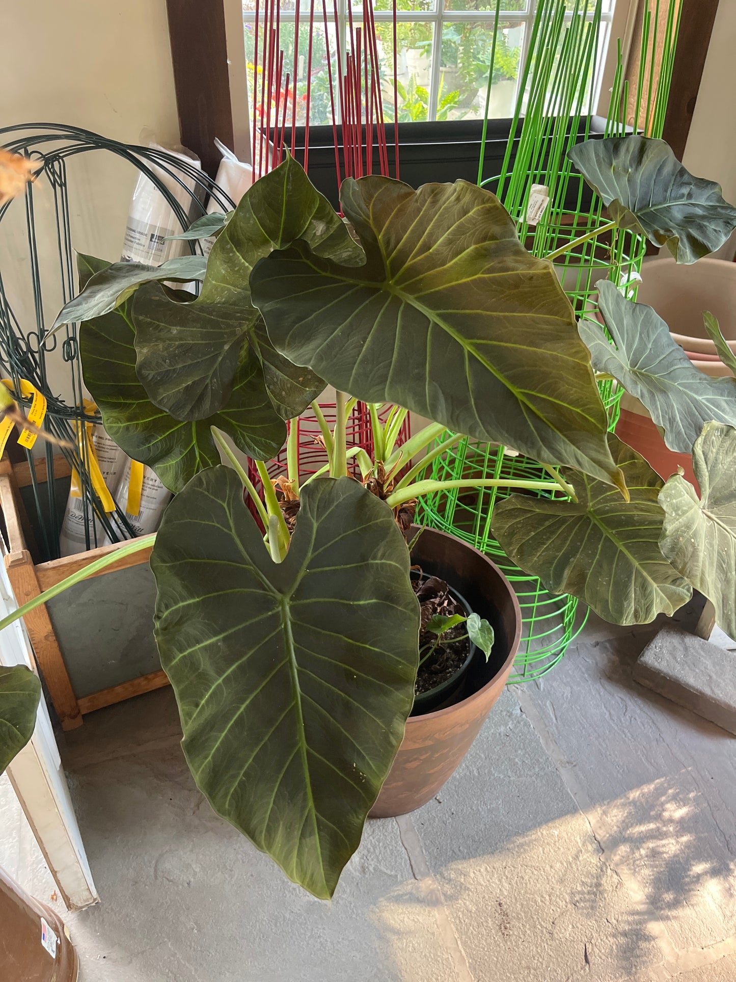 Mandy's Indoor Plants