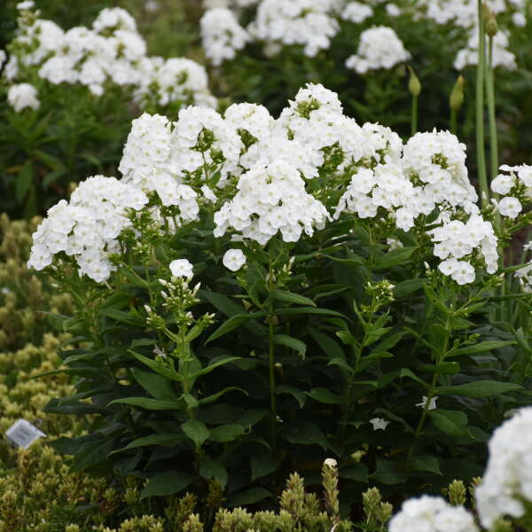 'Backlight' Tall Garden Phlox | Phlox paniculata