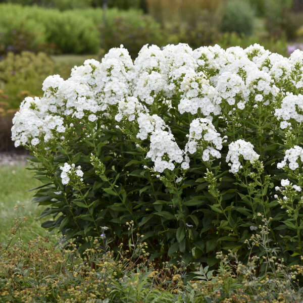'Backlight' Tall Garden Phlox | Phlox paniculata