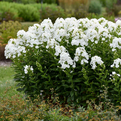 'Backlight' Tall Garden Phlox | Phlox paniculata