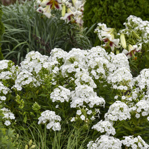 'Backlight' Tall Garden Phlox | Phlox paniculata
