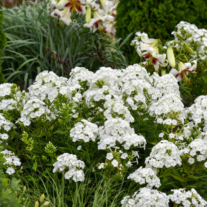 'Backlight' Tall Garden Phlox | Phlox paniculata