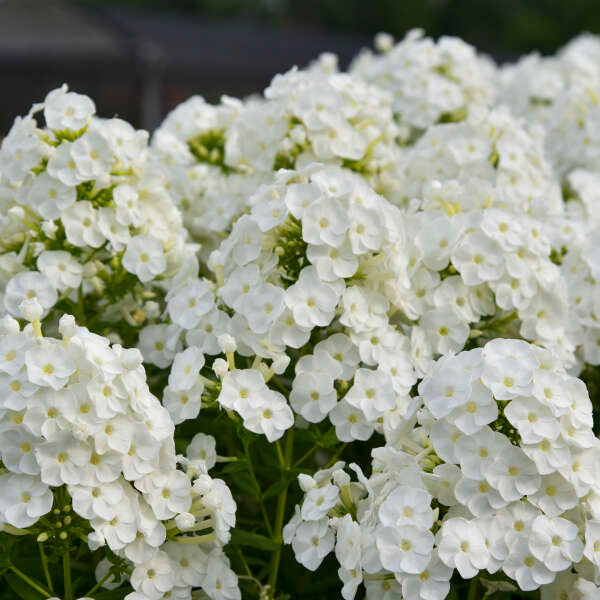 'Backlight' Tall Garden Phlox | Phlox paniculata