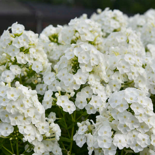 'Backlight' Tall Garden Phlox | Phlox paniculata