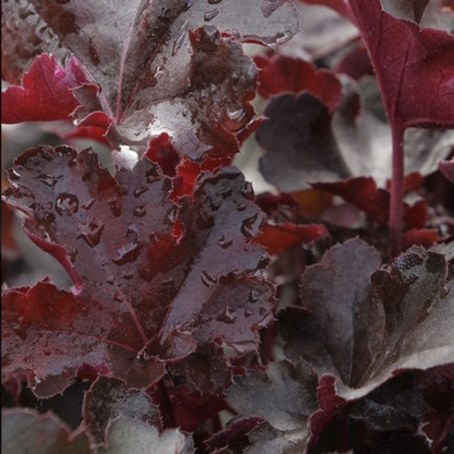 Monrovia Balboa Sunset Coral Bells - Thumbnail 4