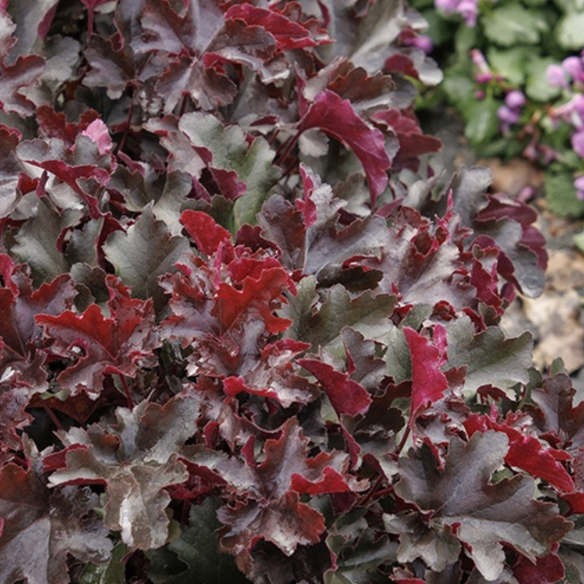 Monrovia Balboa Sunset Coral Bells