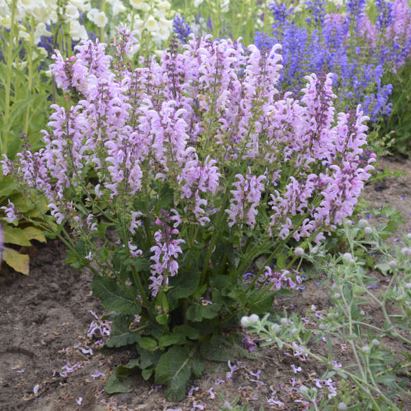 'Ballerina Pink' Salvia