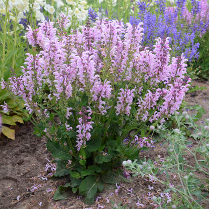 'Ballerina Pink' Salvia