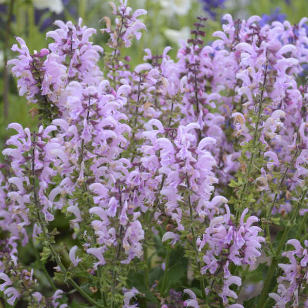 'Ballerina Pink' Salvia