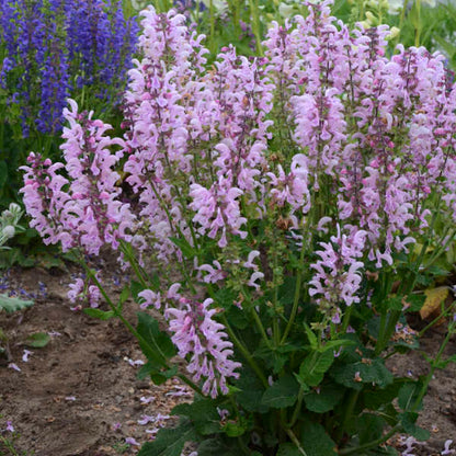 'Ballerina Pink' Salvia