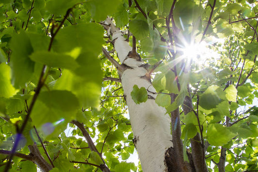 First Editions® Parkland Pillar® Birch | Betula platyphylla 'Jefpark' PP25,468