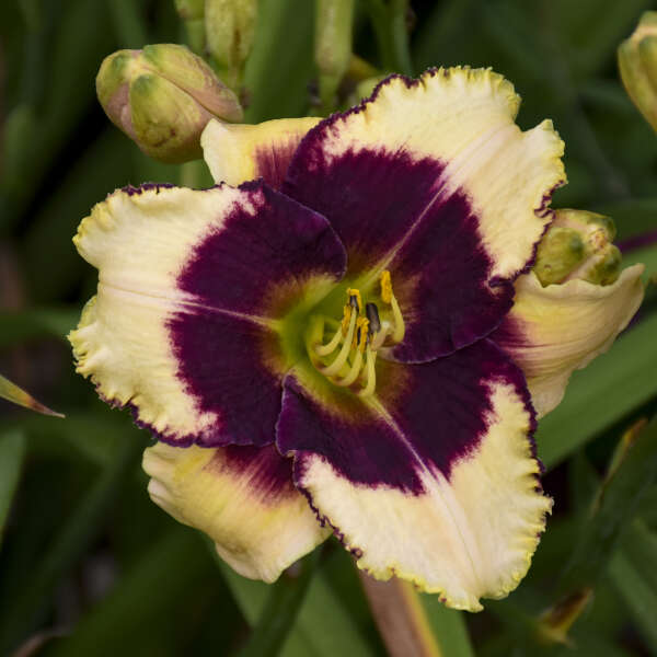 'Blackthorne' Reblooming Daylily | Hemerocallis