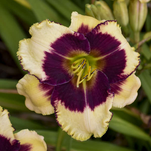 'Blackthorne' Reblooming Daylily | Hemerocallis