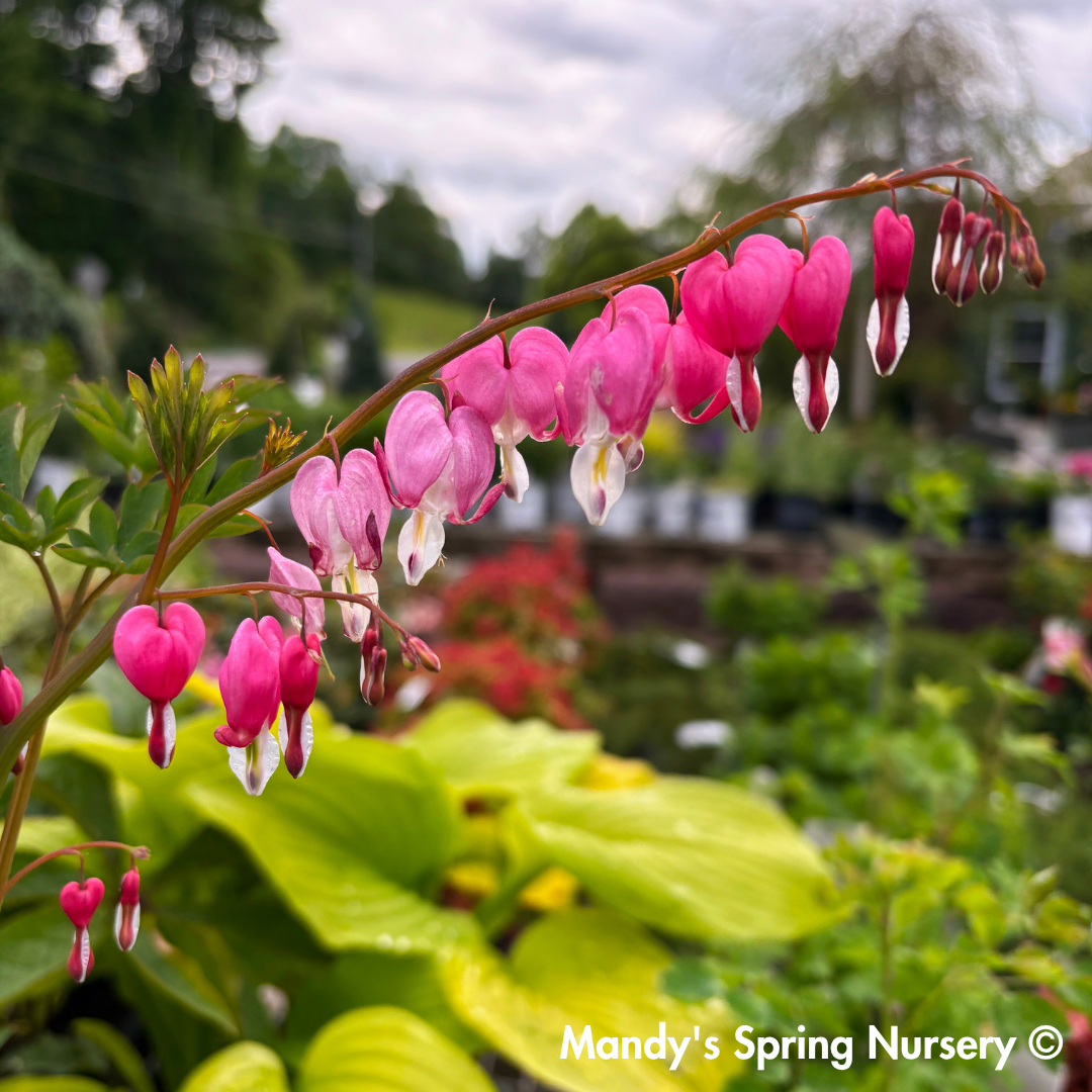 Bleeding Heart | Dicentra spectabilis