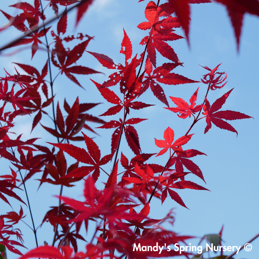 'Bloodgood' Japanese Maple | Acer Palmatum