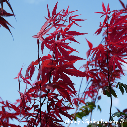 'Bloodgood' Japanese Maple | Acer Palmatum