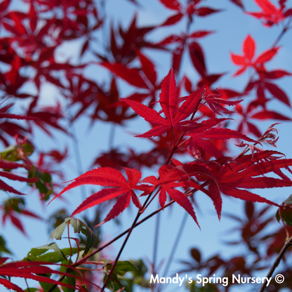 'Bloodgood' Japanese Maple | Acer Palmatum