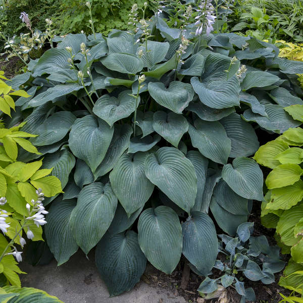 'Blue Angel' Hosta