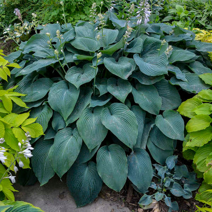 'Blue Angel' Hosta