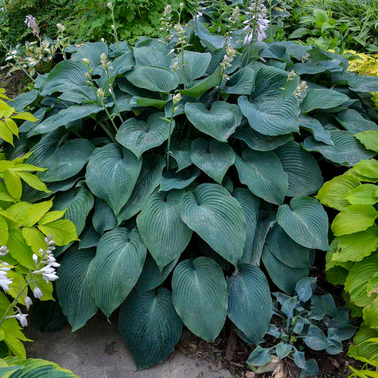 'Blue Angel' Hosta