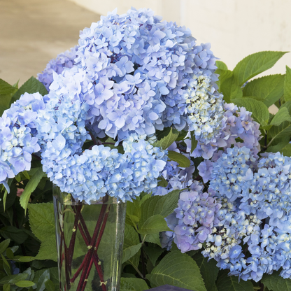 'Blue Enchantress®' Hydrangea | Hydrangea macrophylla